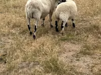 भेड़, Cerry Hill sheep — फ़ोटो 2