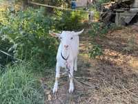 Billy Goat, Goats — photo 1