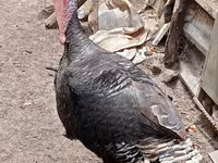 Turkeys — photo 1