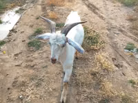 Mbuzi jike, Mbuzi — picha 3