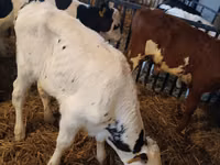 सांड, Simmental cattle — फ़ोटो 5