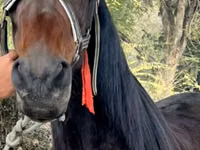 Farasi jike, French Trotter — picha 1