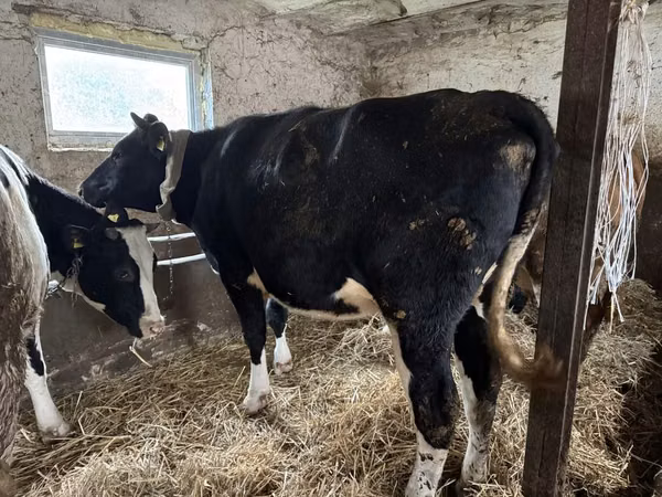 Ng'ombe jike, Russian Black pied cattle