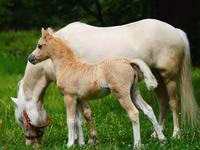 Pferde (Partie, Geschlecht nicht angegeben), Shetland Pony — Foto 3
