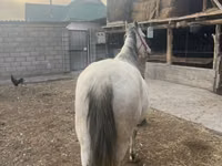 Stute, Tersk horse — Foto 5