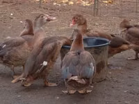 Ducks — picha 4