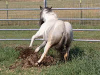 Caballo, National Show Horse — foto 1