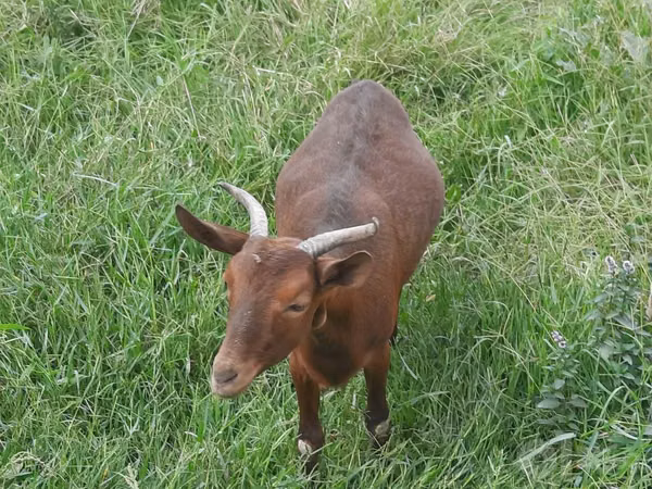 母山羊, Murcia-Granada goats