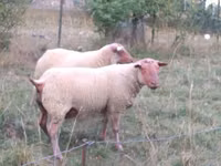 كبش, Rouge de l’Ouest sheep — الصورة 2