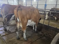 Ng'ombe jike, Simmental cattle — picha 2