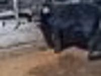 Bulle, Swedish red cattle — Foto 8