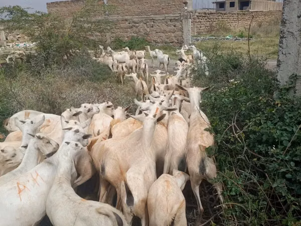 Cabras (lote, sexo no especificado), Somali goats