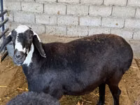 母羊, Blackheaded Persian sheep — 照片 3