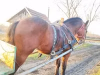 Hengst, Nonius horse — Foto 8