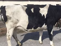 Ng'ombe jike, Russian Black pied cattle — picha 7