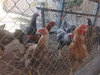 Chickens — Foto 2
