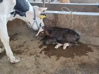 Ng'ombe dume, Simmental cattle — picha 6