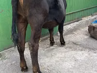 Ng'ombe jike, Ala-Tau breed — picha 3