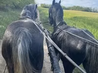 马匹（批次，未指定性别）, Lipizzaner — 照片 4