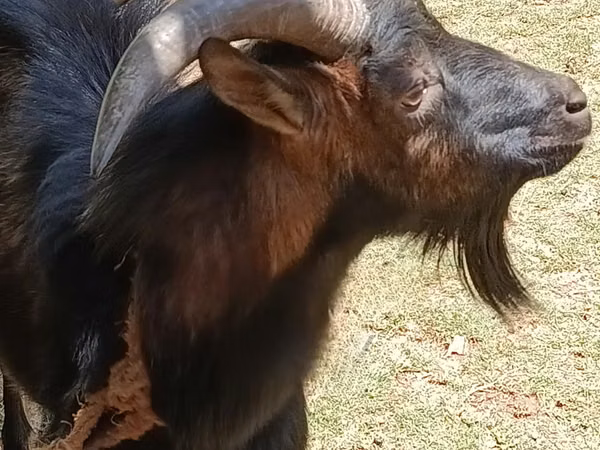 Mbuzi dume, Toggenburg goat
