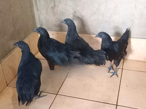 Ayam Cemani