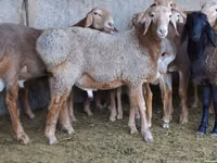 मेढ़ा, भेड़ — फ़ोटो 3