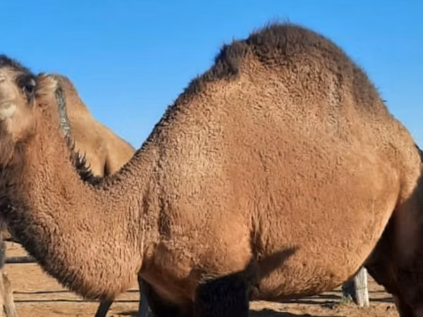 Ngamia (kikundi, jinsia haijatajwa), Kazakh Bactrian camel