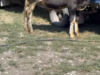 Bull, Cattle — photo 1