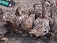 Ducks — picha 7