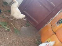 Leghorn — picha 2