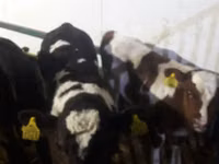 ثور, Simmental cattle — الصورة 6
