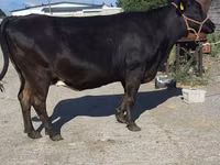 Ng'ombe jike, Banda la Holstein — picha 3