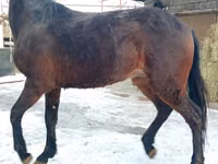 Farasi dume, Budyonny horse — picha 1