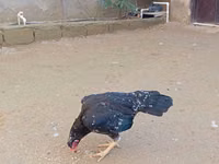 ओल्ड इंग्लिश गेम — फ़ोटो 5