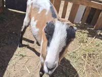 बकरी, LaMancha goats — फ़ोटो 2