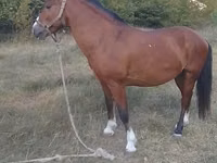 Farasi dume, Karabakh horse — picha 2