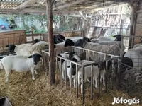 Carnero, Dorper sheep — foto 2