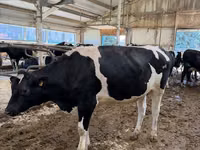 Cow, Holstein breed — photo 3