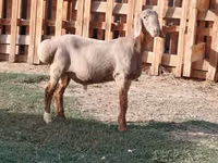 公羊, Rhon sheep — 照片 8