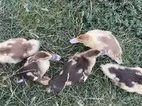 Ducks — picha 3