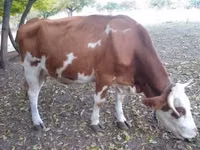 Bulle, French Simmental cattle — Foto 2