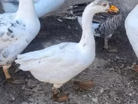 Geese — picha 2