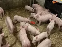 Schweine (Partie, Geschlecht nicht angegeben) — Foto 7