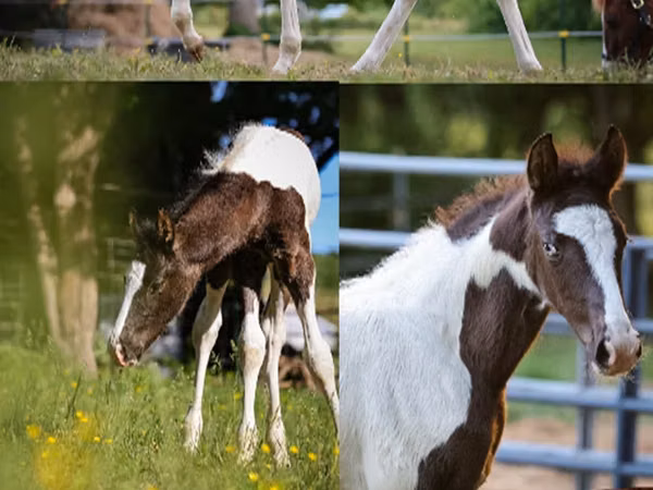 Horse (M), Alter Real