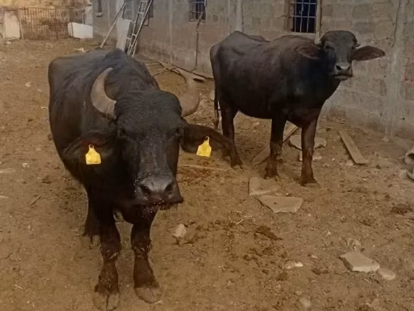 गाय, अफ्रीकी भैंस