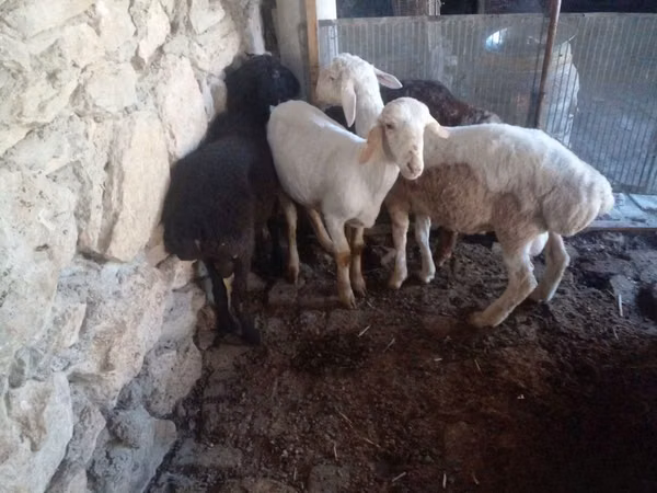 Ram, Rhon sheep