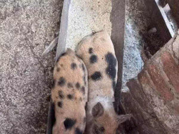 خنازير (دفعة، الجنس غير محدد), الخنازير
