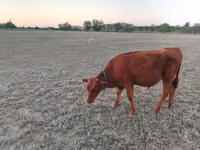 Cow, Red Steppe Cow — photo 4