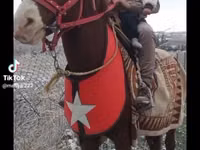 Horses (batch, sex not specified), Mustang — photo 3