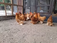 بيكين بانتام — الصورة 4
